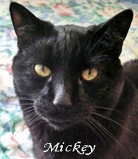 Angel Mickey