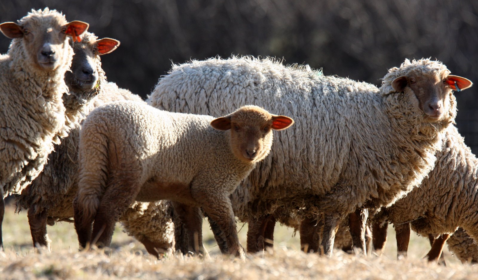 [2008-04-02+1631180.JPG]