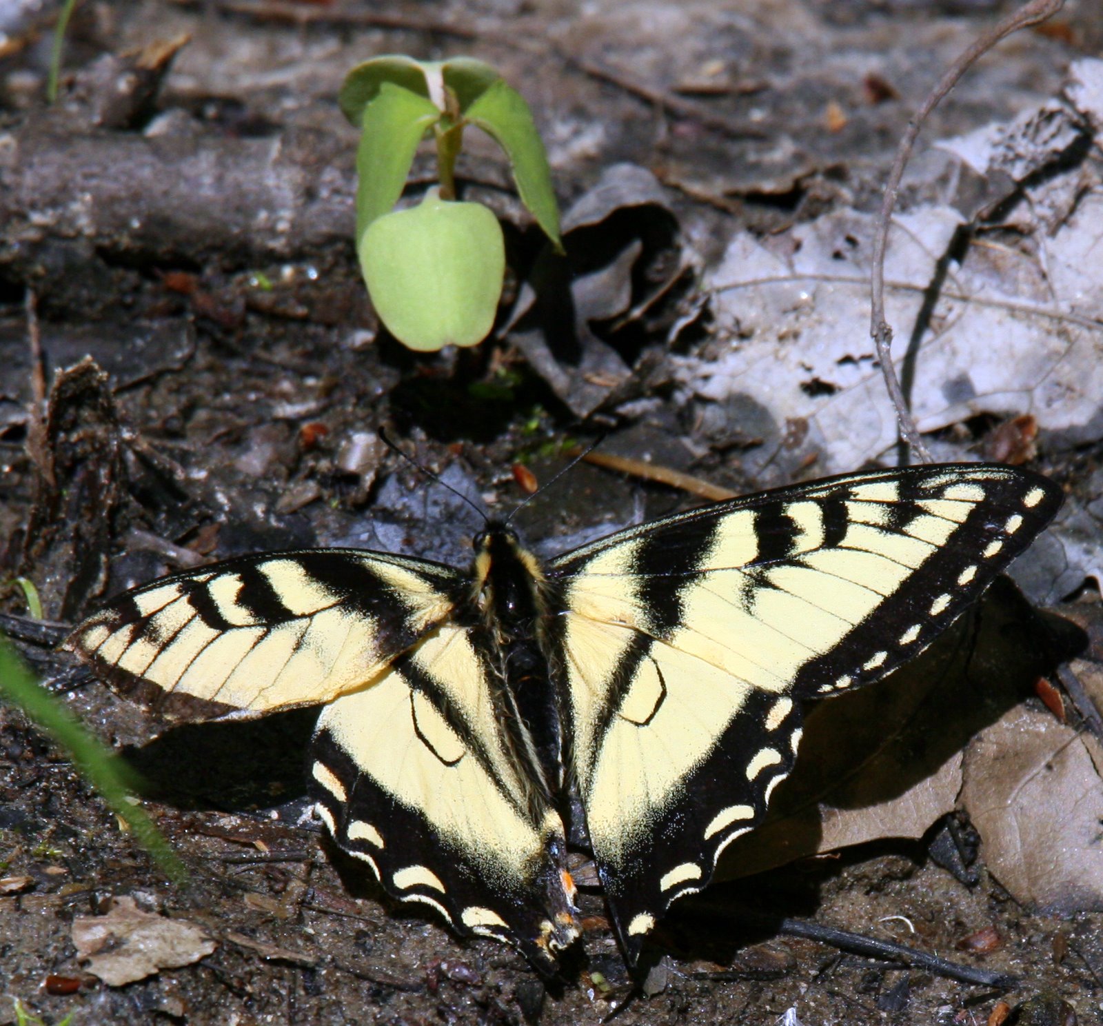 [2007-05-13+144203+2.JPG]