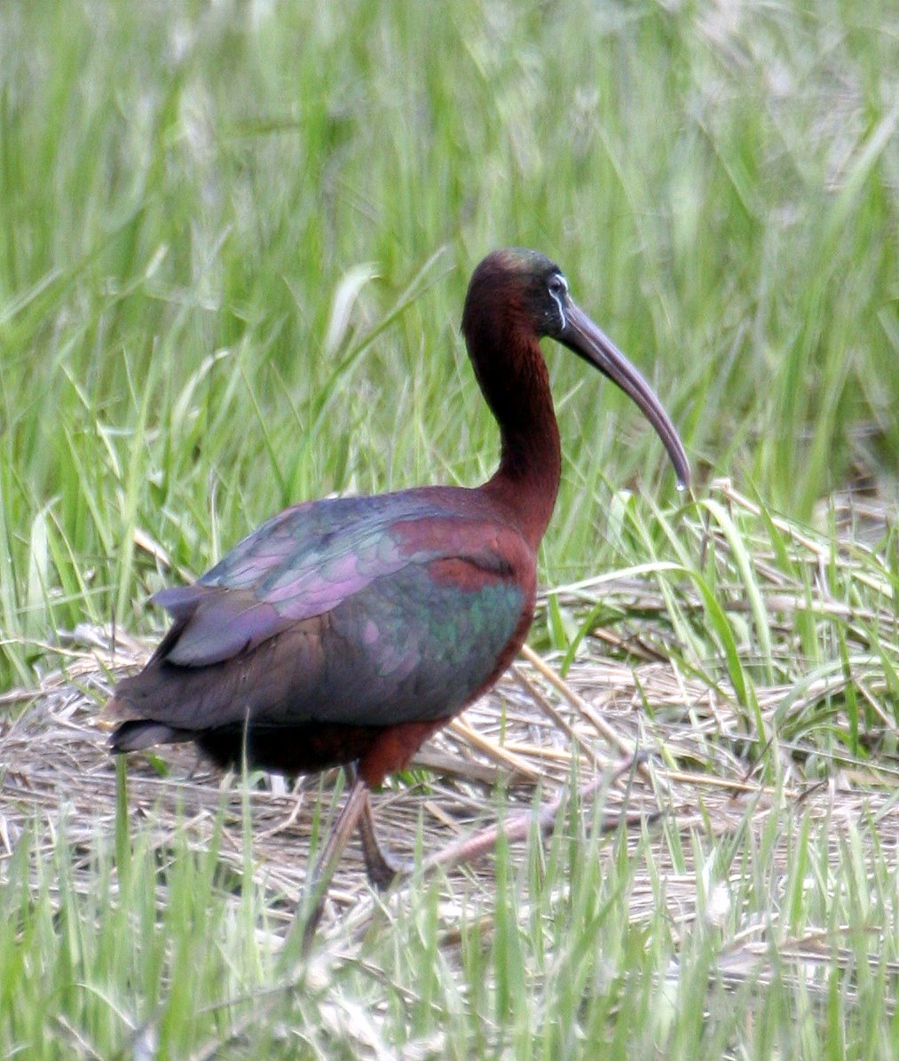 [2007-05-26+104524+5.JPG]