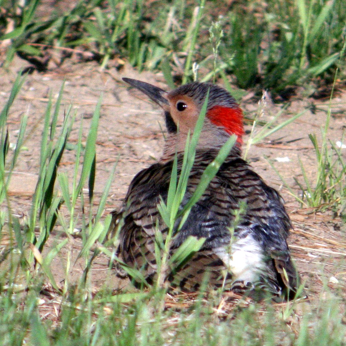 [2007-05-29+180923+8.JPG]