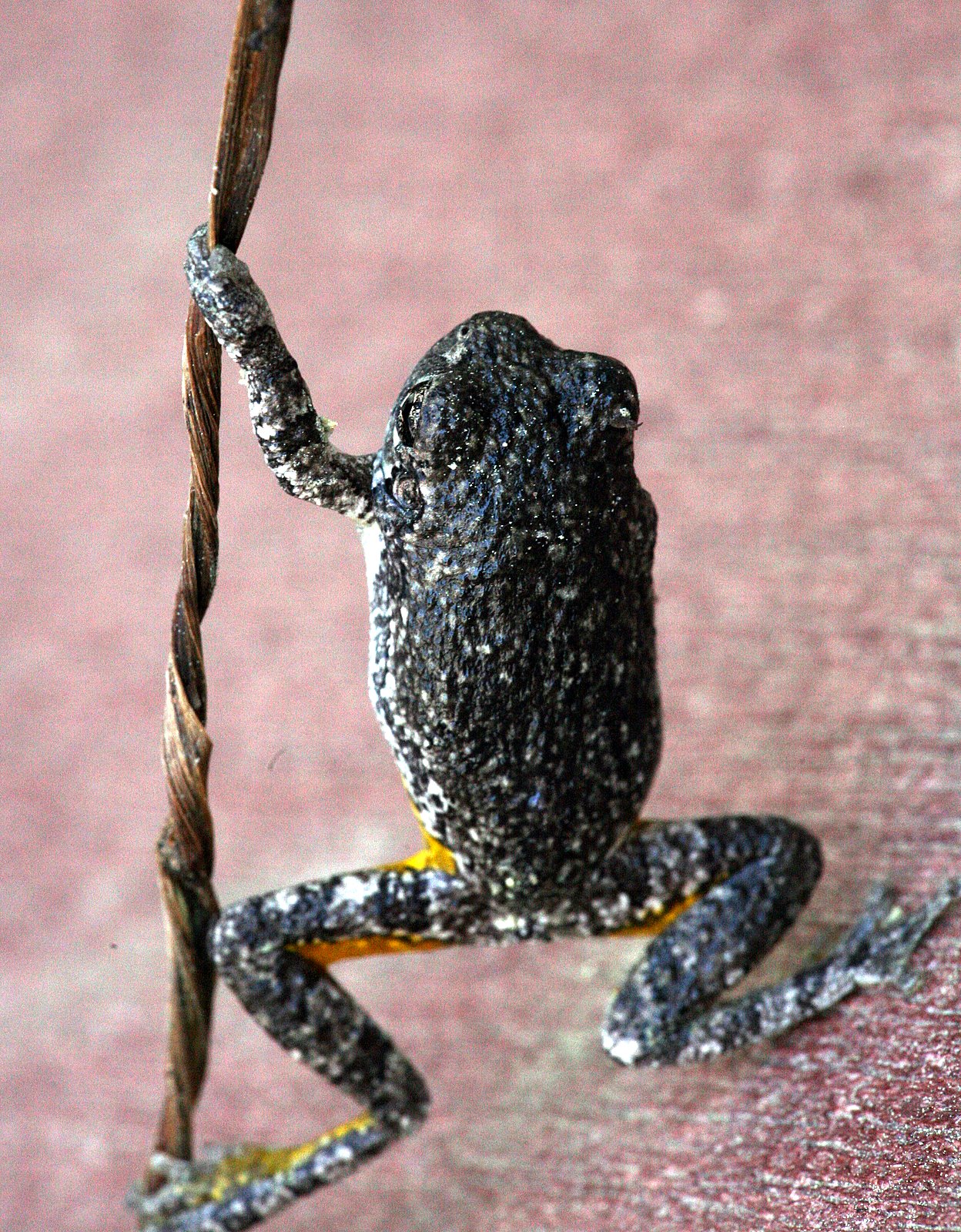 [2007-06-06+074343+0.JPG]