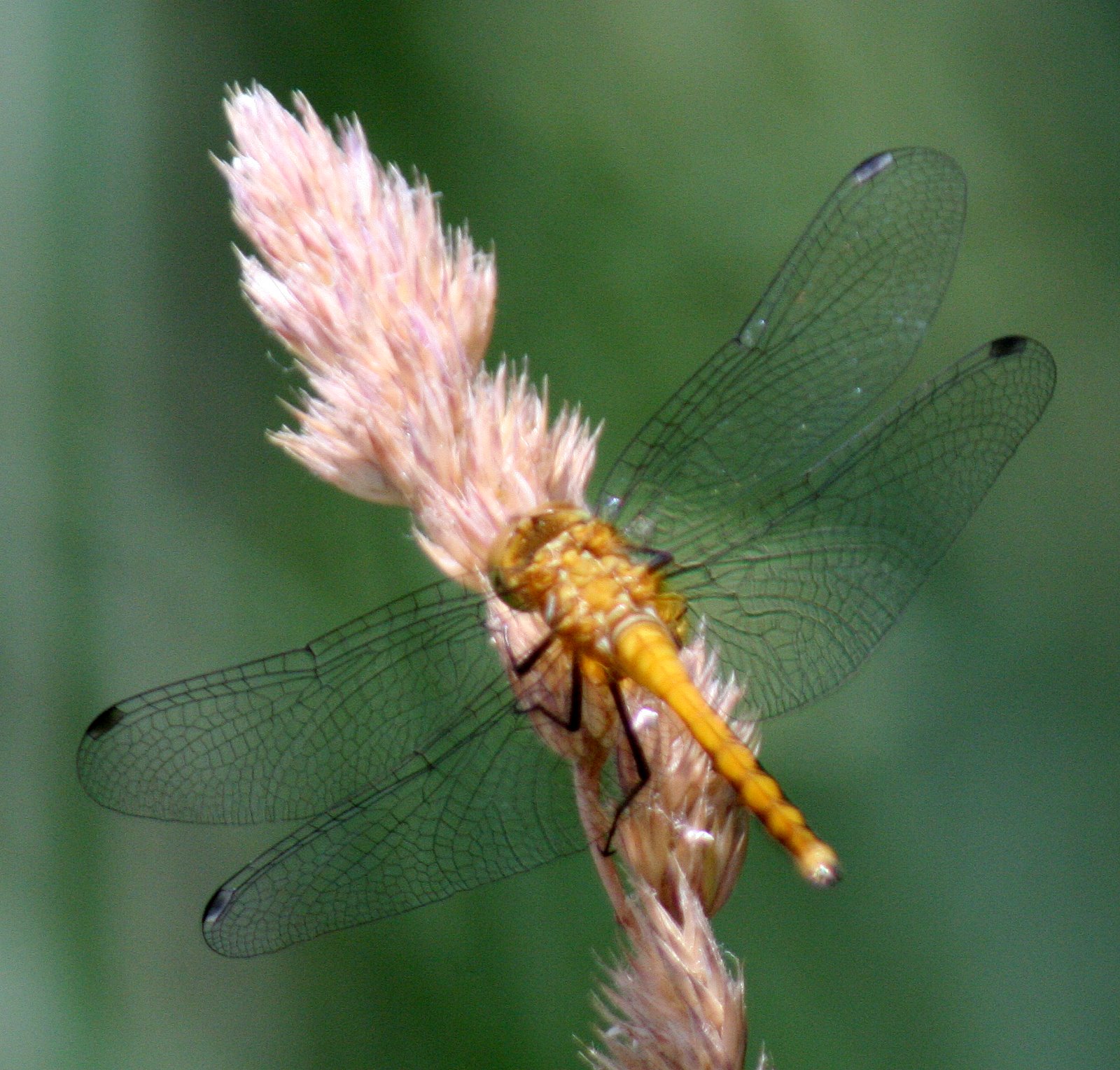 [2007-06-30+133227+8.JPG]