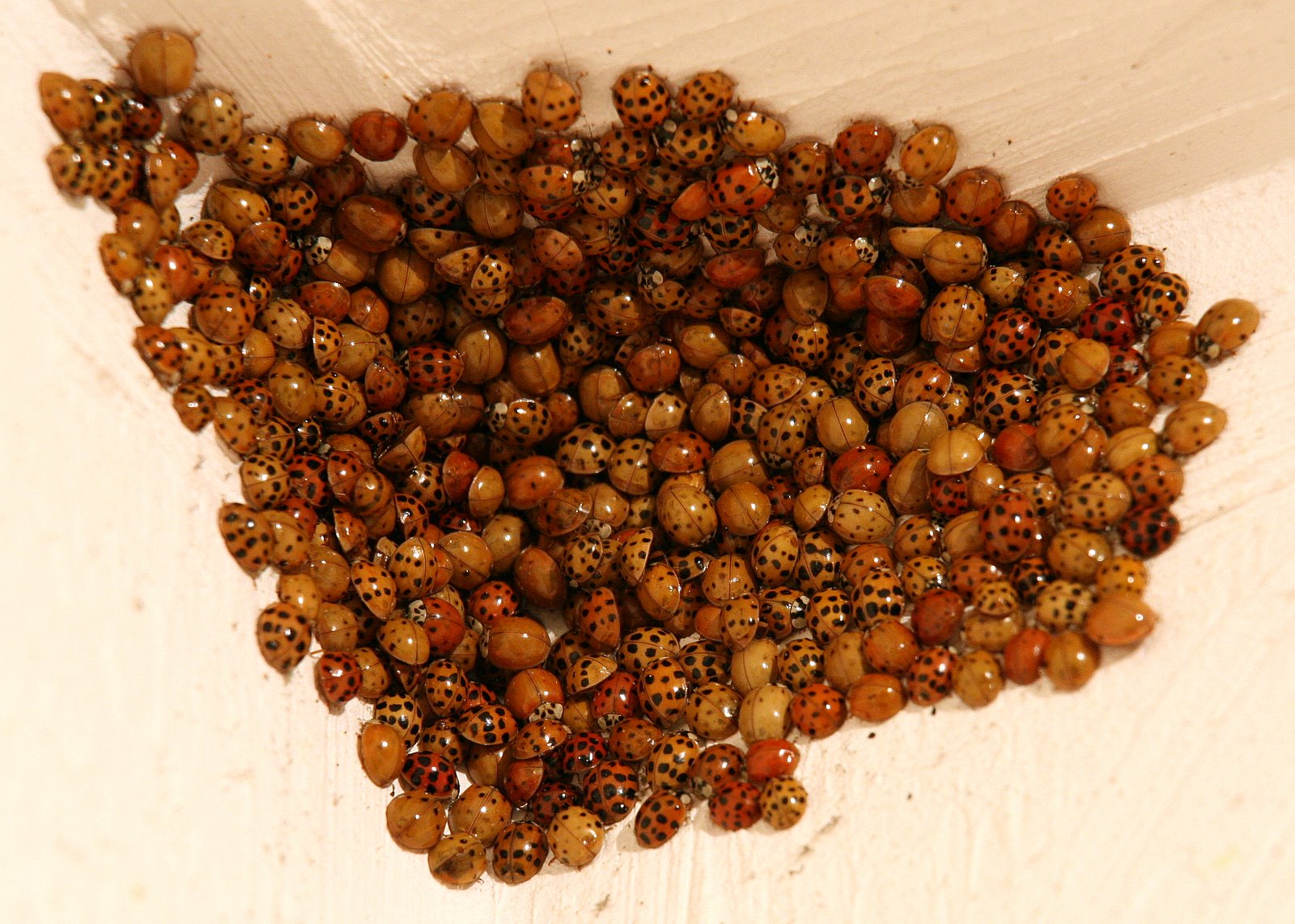 [2007-10-25+1914201.JPG]