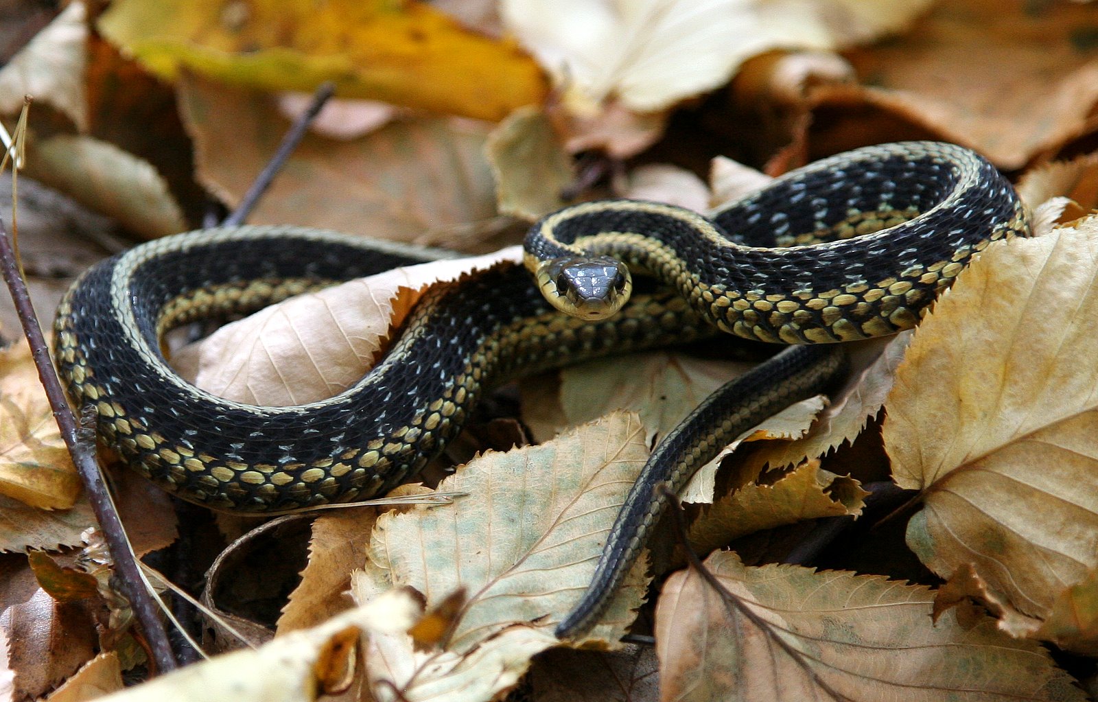 [2008-10-11+1439322.JPG]