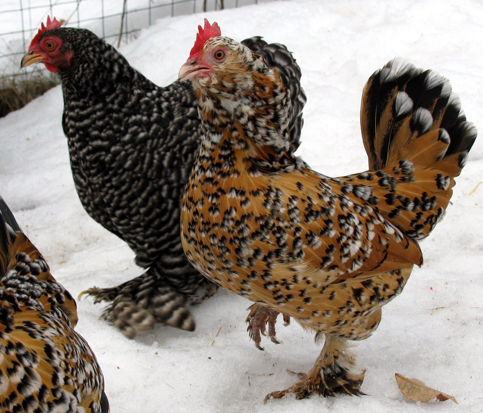 [2009-02-18+135615+0.JPG]