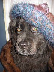 Chloe, our Diva Dog