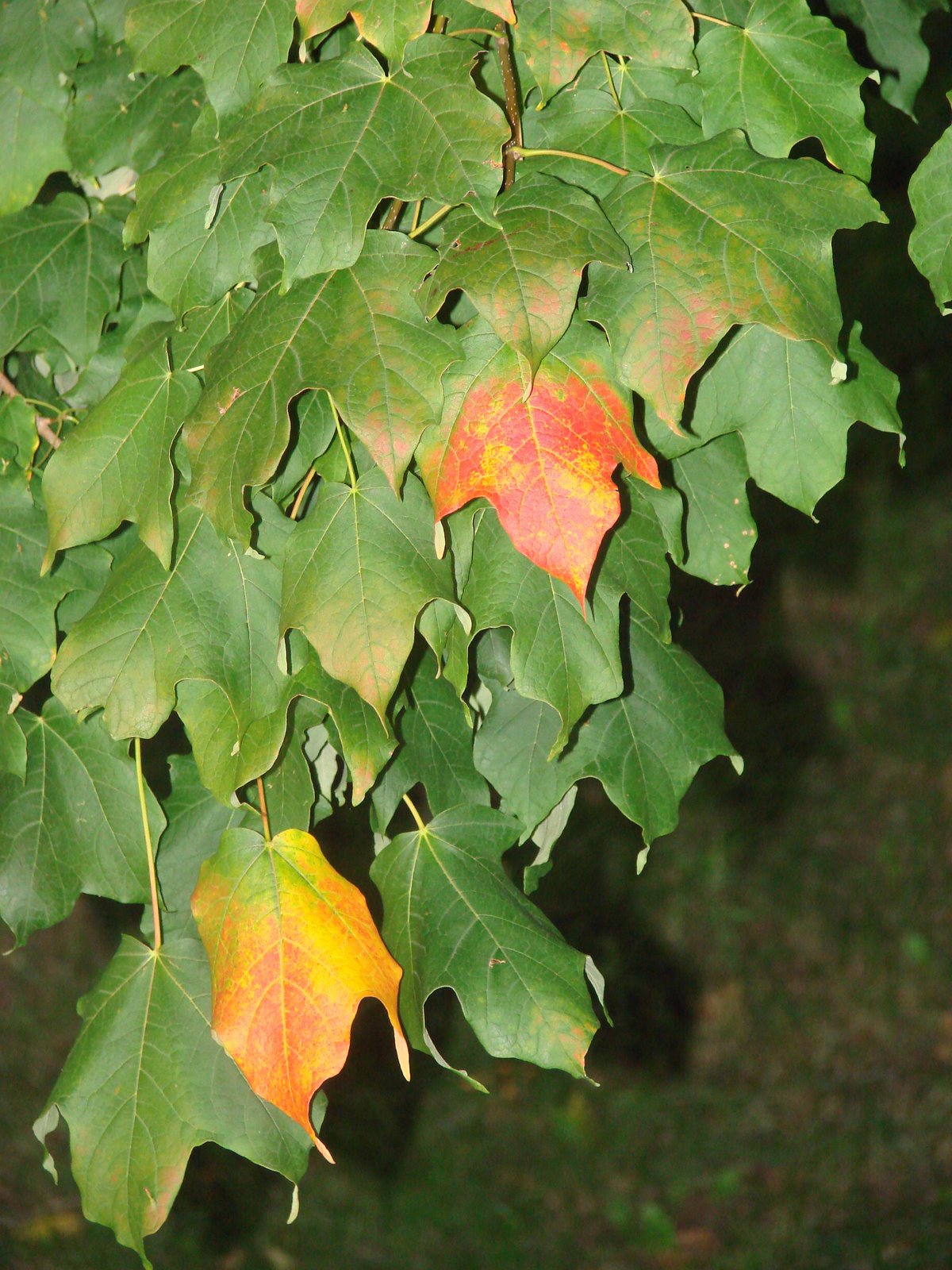 [Back+Porch+Fall+Leaf+22.jpg]