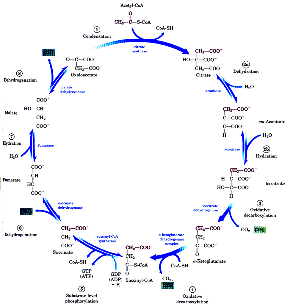 comment apprendre le cycle de krebs