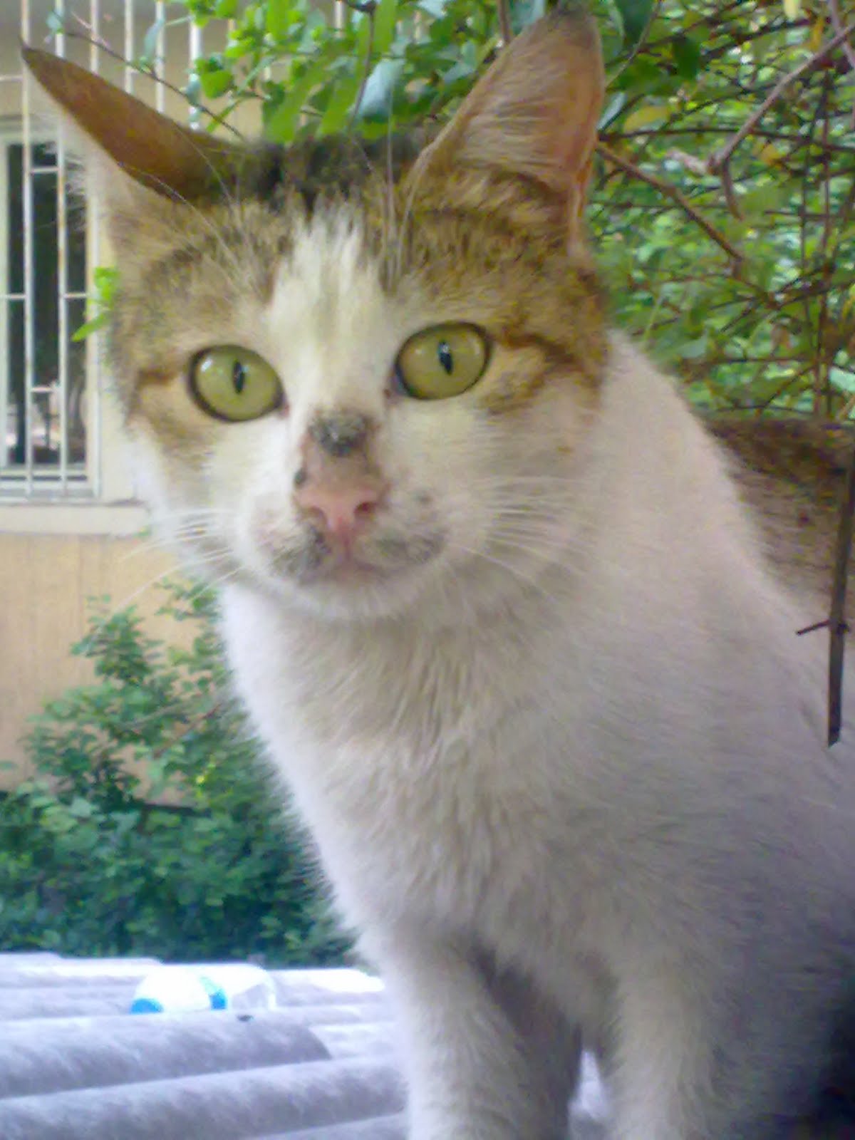 Yani, şöyle ki&hellip; Mayıs 2010