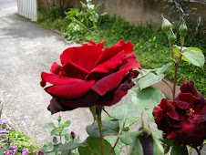 Le rose del mio giardino
