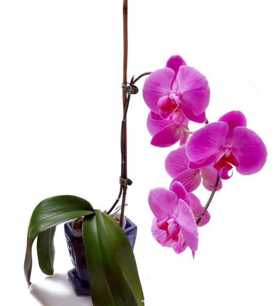 i found the place formerly the flirty blog how to make a phalaenopsis orchid bloom i found the place formerly the flirty blog how to make a phalaenopsis orchid bloom