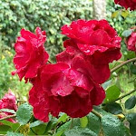 de rosas