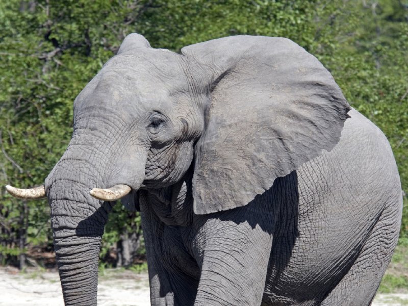 [elefante-fondos-pantalla.jpg]