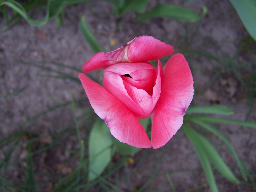 [0900430-tulip3.jpg]