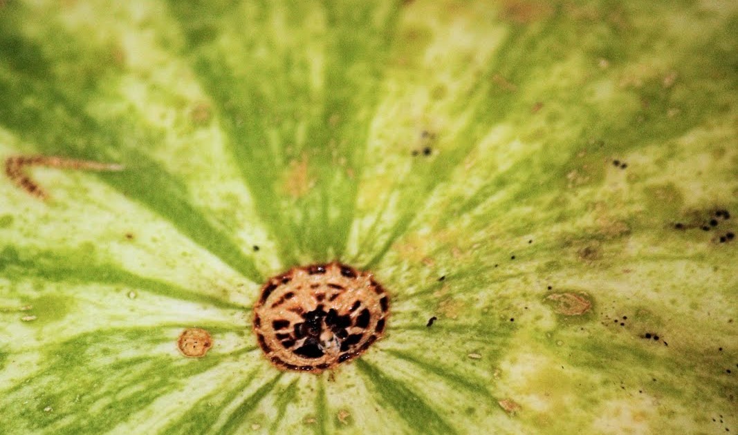 Round The Bend Ruby Red Watermelon