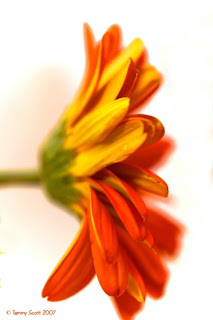 Sidewinder - beautiful flowers ( photoforu.blogspot.com )