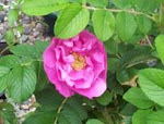 Rugosa1