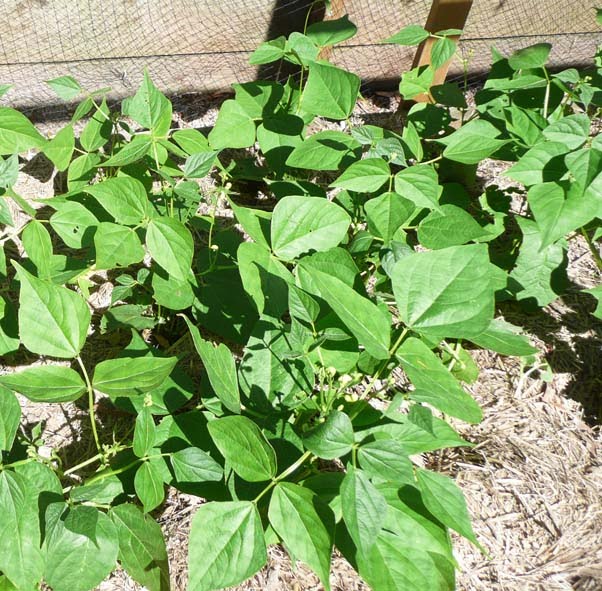 mycamerandme365 Beans in Flower, Edible Beans Soon!