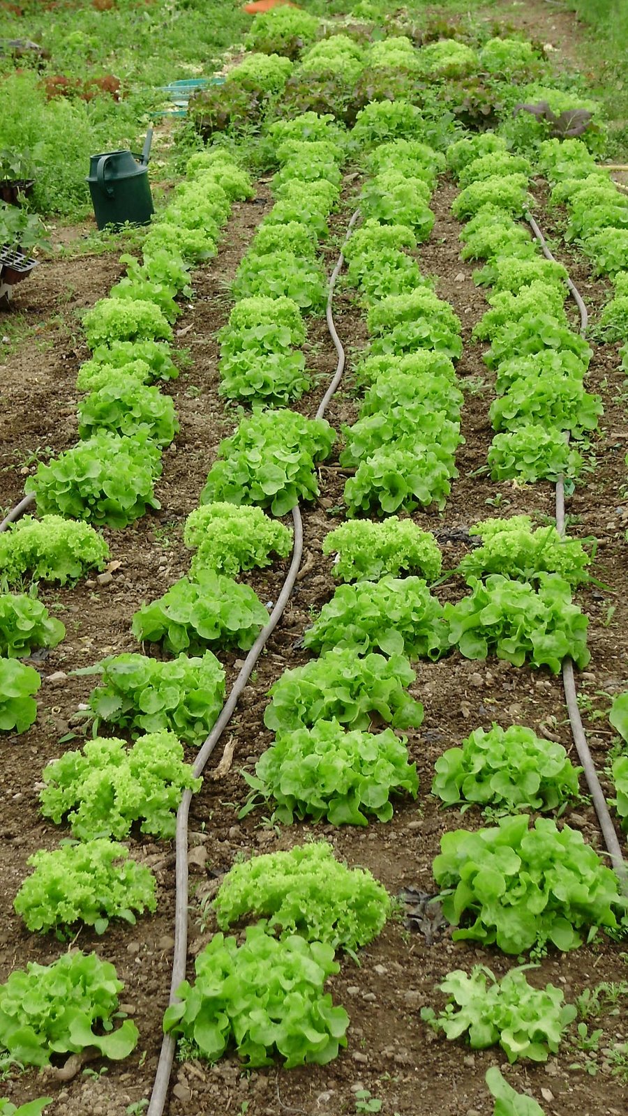 [tunnel+lettuce+crop.jpg]