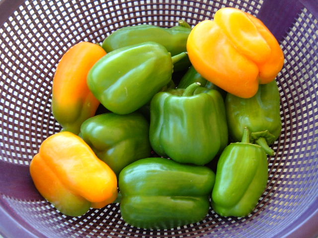 [Gold+and+Green+Bell+Peppers.JPG]