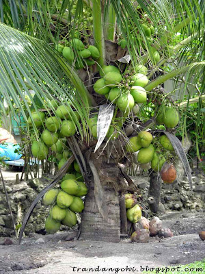 06-6548+Coconut+tree.jpg