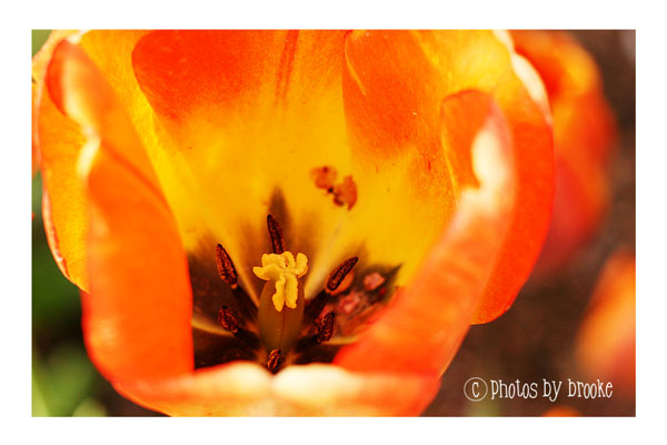 [orange-tulip.jpg]