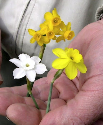 Miniature Daffodils Gardener S Journal