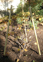 Last-Minute Fall Chores