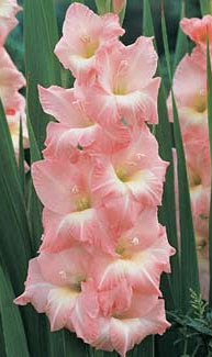 Rose Supreme gladiolus
