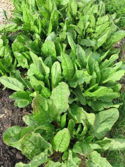 Sorrel: An Ancient Pot Herbwith a Lemony Zing