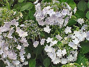 The Hydrangea Paniculata Grandiflora