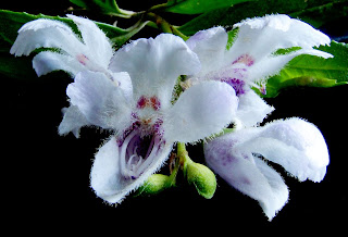 Christmas Bushes, Prostanthera lasianthos, Pipeline Track, Mt Wellington - 8 Jan 2008