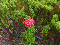 This waratah was in flower today, I think it's a bit confused - 18 May 2007