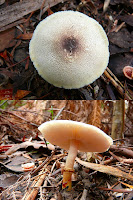 Fungus, Mountain River Trail, Wellington Range, Tasmania - 17 May 2007