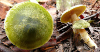 Fungus, Mountain River Trail, Wellington Range, Tasmania - 17 May 2007