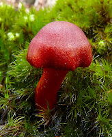 Fungus, Mt Wellington - 8 May 2007