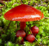 Fungus, Mt Wellington - 8 May 2007