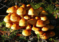 Fungus, Hartz Mountains, Tasmania - 14 May 2007