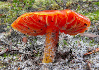 Fungi, South Cape Bay Track - 26th May 2007