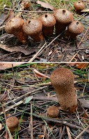 ?Lycoperdon pyriforme, South Cape Bay Track - 26th May 2007