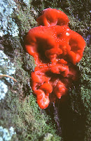 Aurantiporus pulcherrimus, Strawberry Bracket Fungus, Lake Dobson, Tasmania - 1988