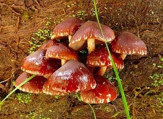 Fungus on log, Mt Wellington - 13 October 2007