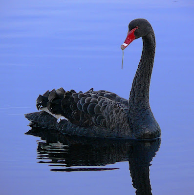 Black Swan, Franklin