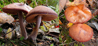 Fungi, Mt Wellington, Tasmania - 24th May 2008