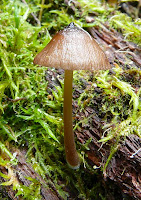 Fungi, Mt Wellington, Tasmania - 24th May 2008