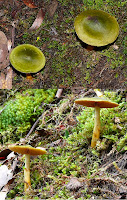 Fungi, Mt Wellington, Tasmania - 24th May 2008