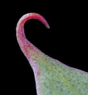 Hooked tip of the leaf of Eucalyptus coccifera