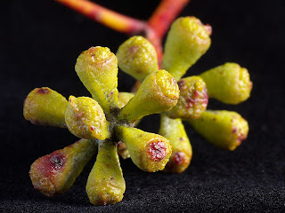 Buds of Eucalyptus coccifera, Hartz Mountains