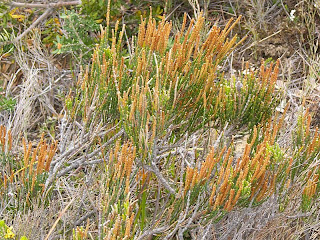 Allocasuarina monilifera, Necklace Sheoak, Mt Brown Track - 25th October 2008